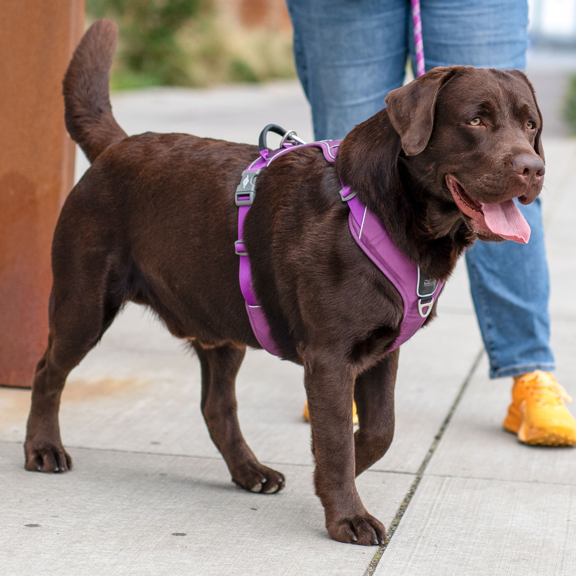 Dog Copenhagen Comfort Walk Pro Harness - Mocca