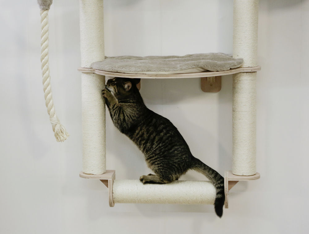 Kerbl Cat-tree / Wall Dolomit Grappa- PRO - 5