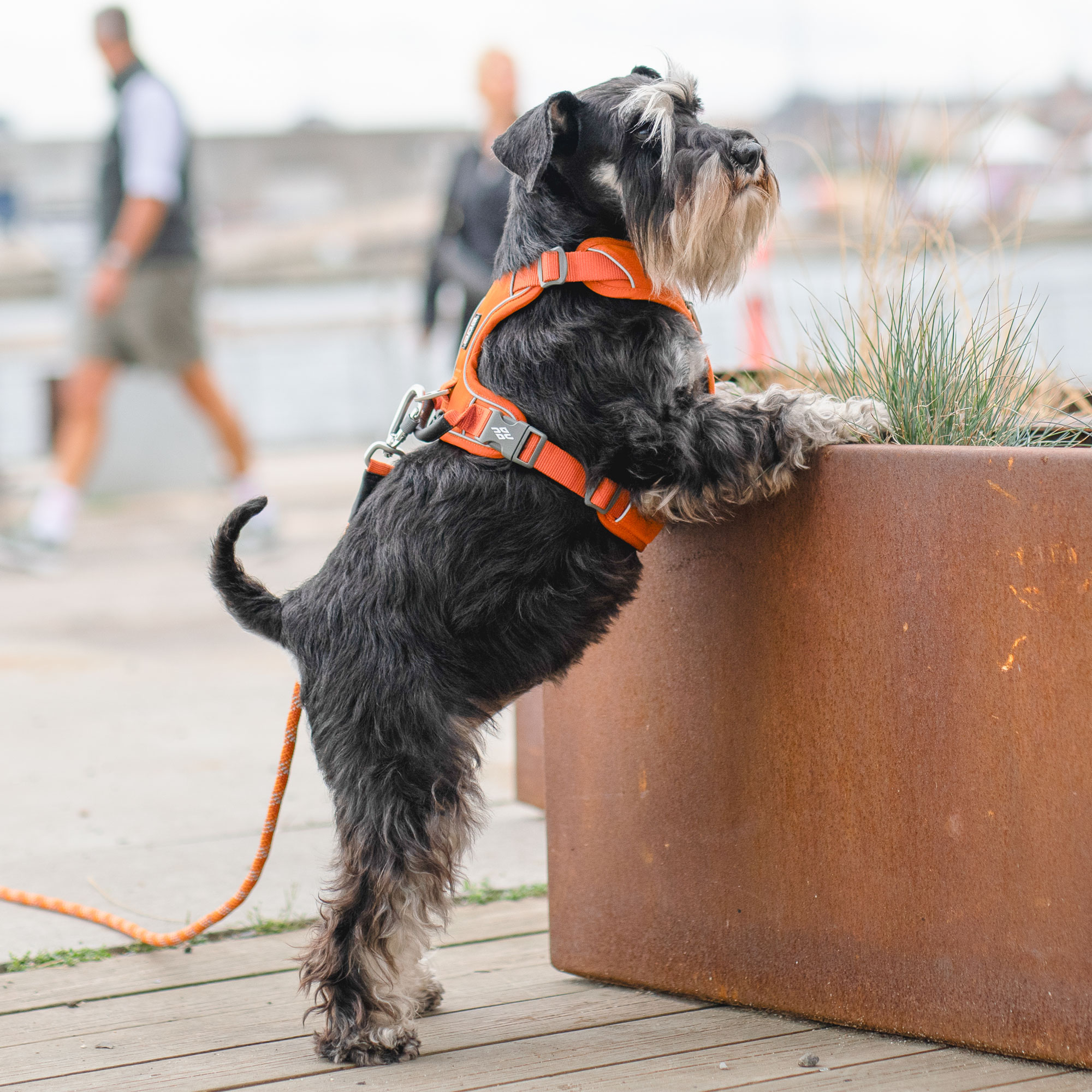 Dog Copenhagen Comfort Walk Pro Harness - Orange Sun 