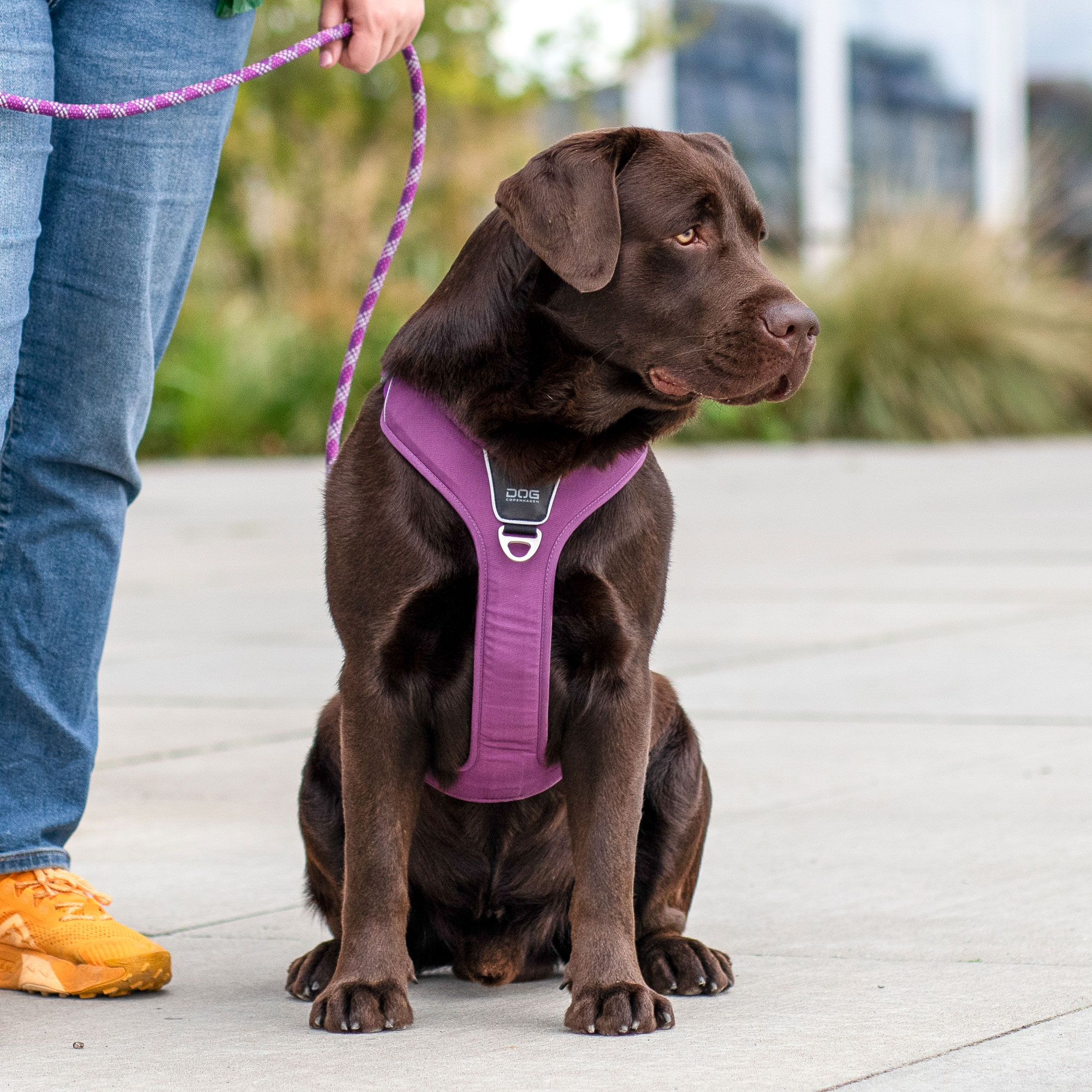Dog Copenhagen Comfort Walk Pro Sele - Purple Passion 