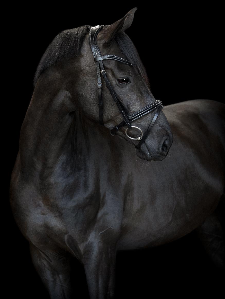 CATAGO Torina Träns - Svart (PONY)