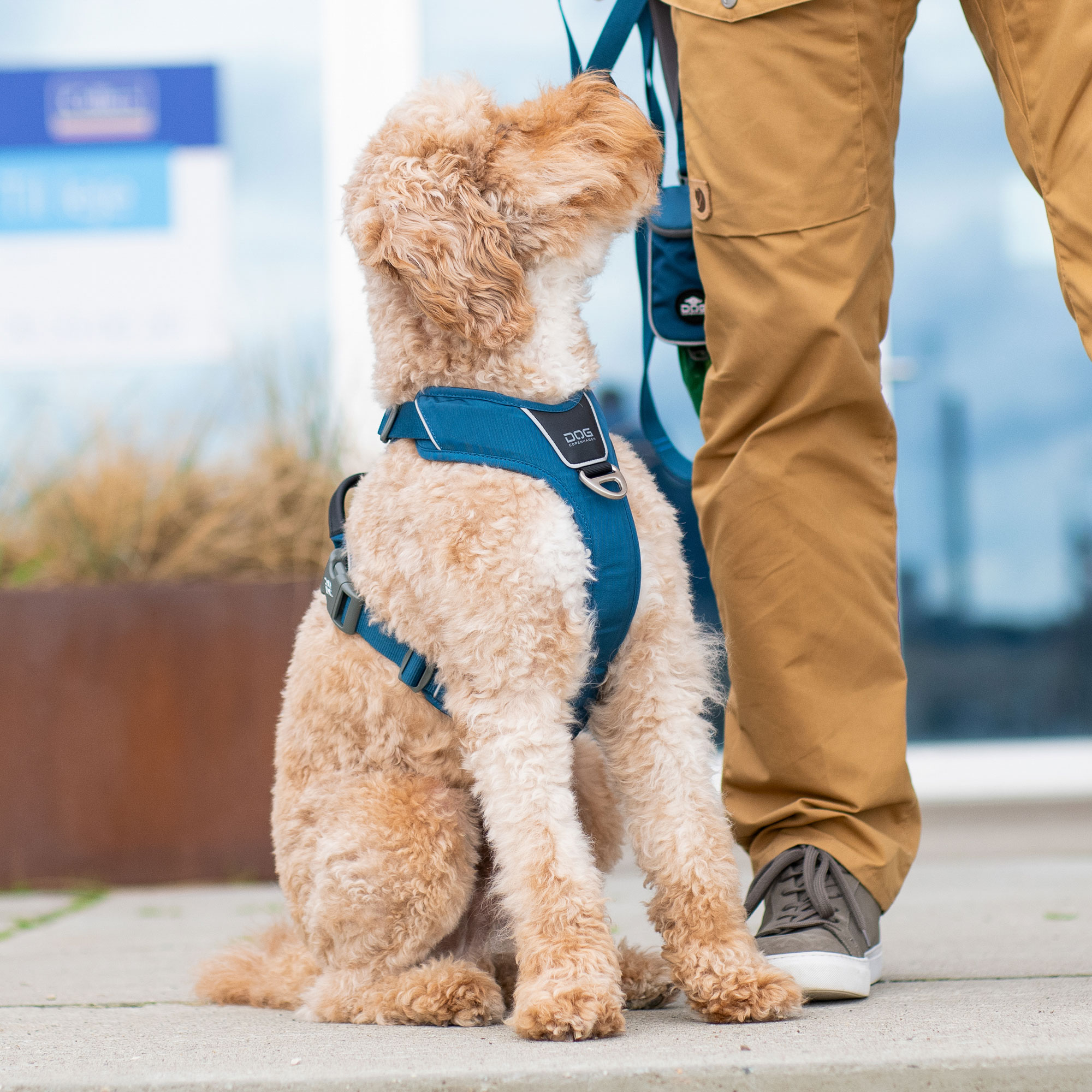 Dog Copenhagen Comfort Walk Pro Harness - Wild Rose