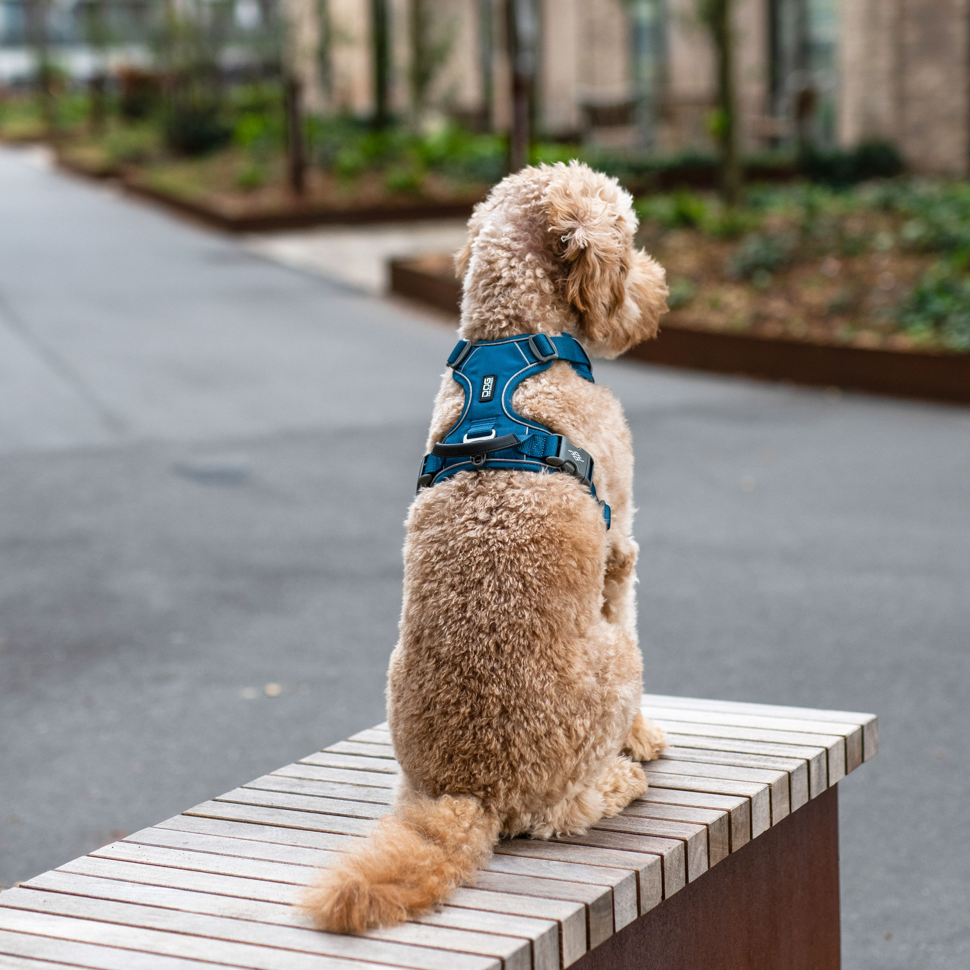 Dog Copenhagen Comfort Walk Pro Harness - Wild Rose