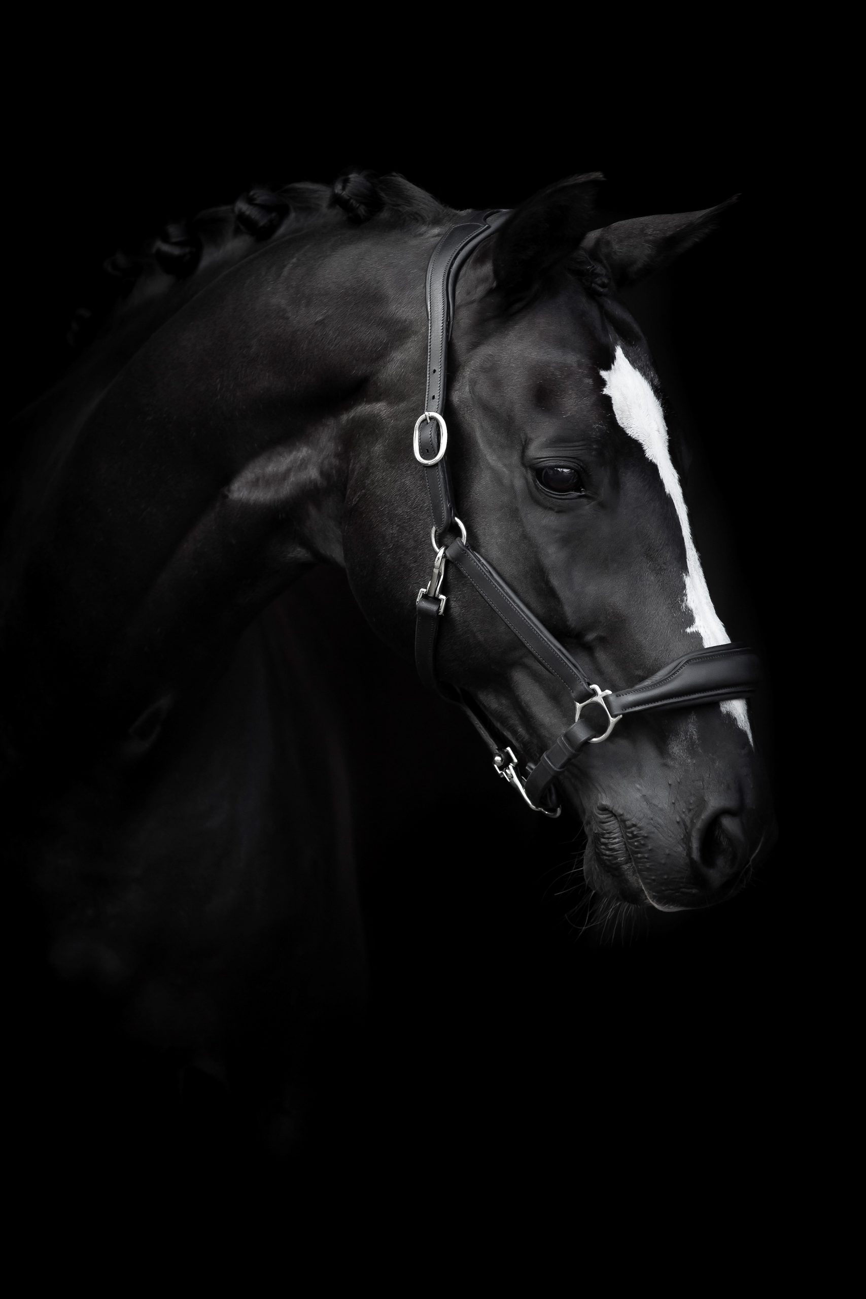 Lädergrimma Lippo Basic Grooming- Svart (Cob)