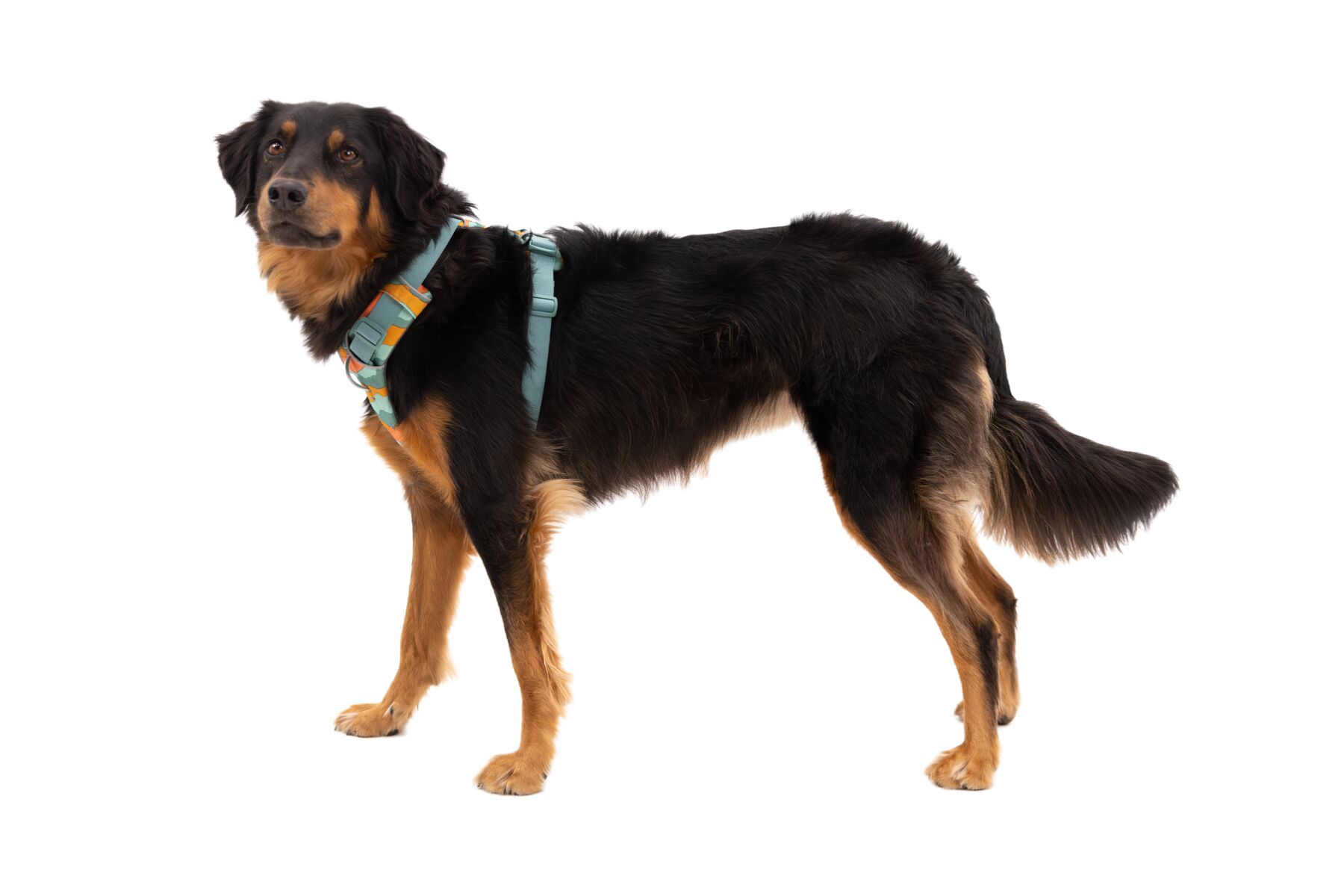 Ruffwear Front Range® Harness - Spring Mountains 