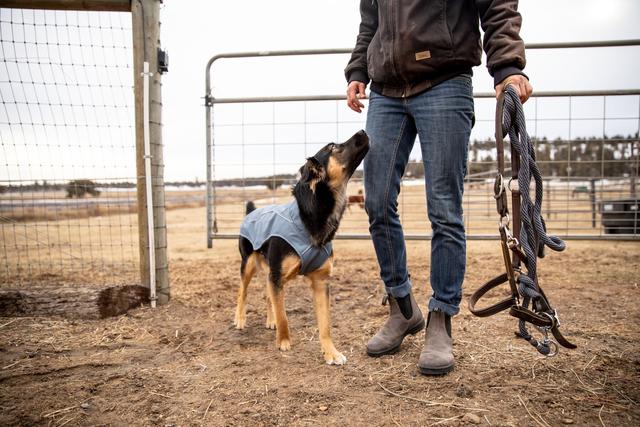 Ruffwear Overcoat Utility Jacket- Slate Blue - 10