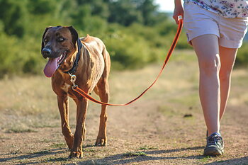 JULIUS-K9 COLOR & GRAY 20 MM SUPER-GRIP - Hihna - 10 M - Oranssi
