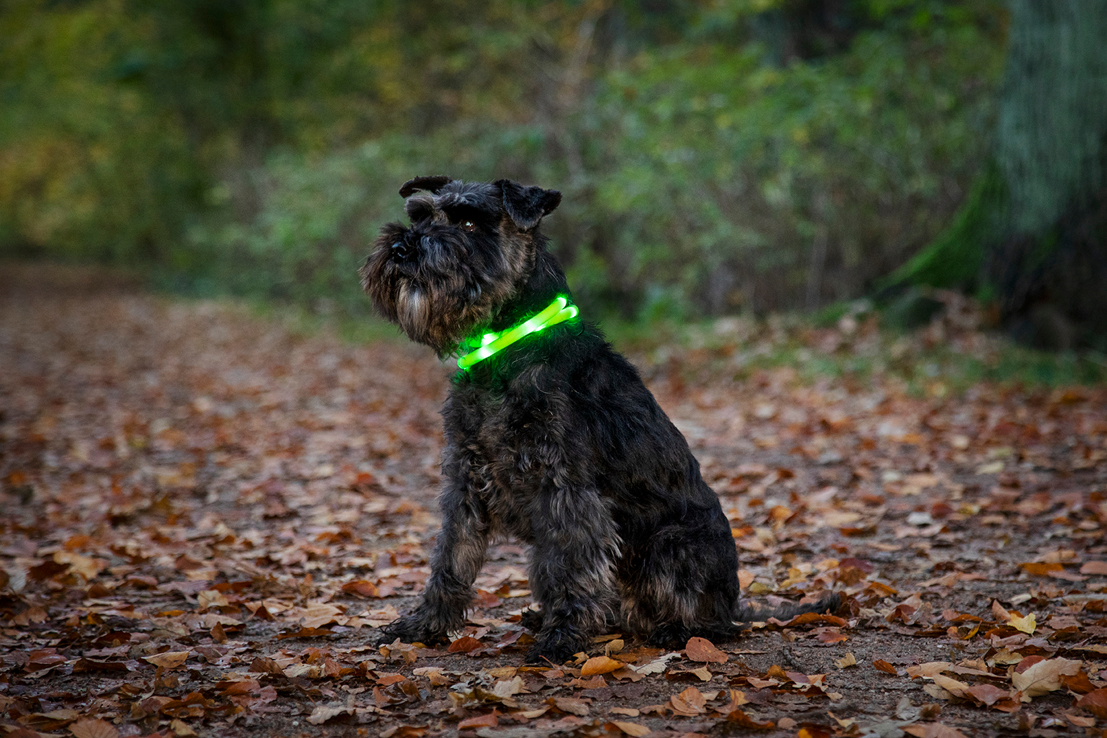 Dogman Blinkhalsband LED - Grau- Wasserabweisend