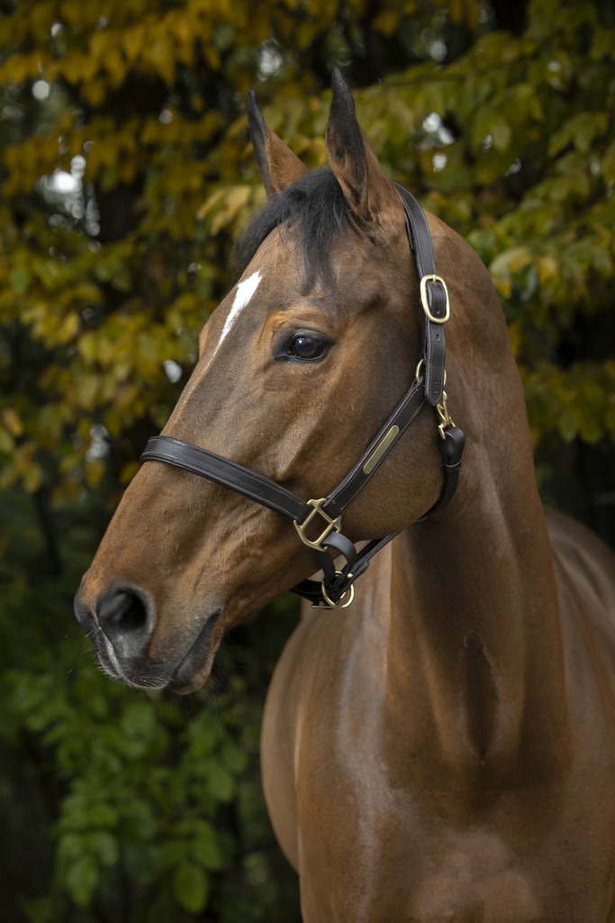 NORTON CLUB Grimma Med Dubbla Justeringspunkter Svart (Cob)