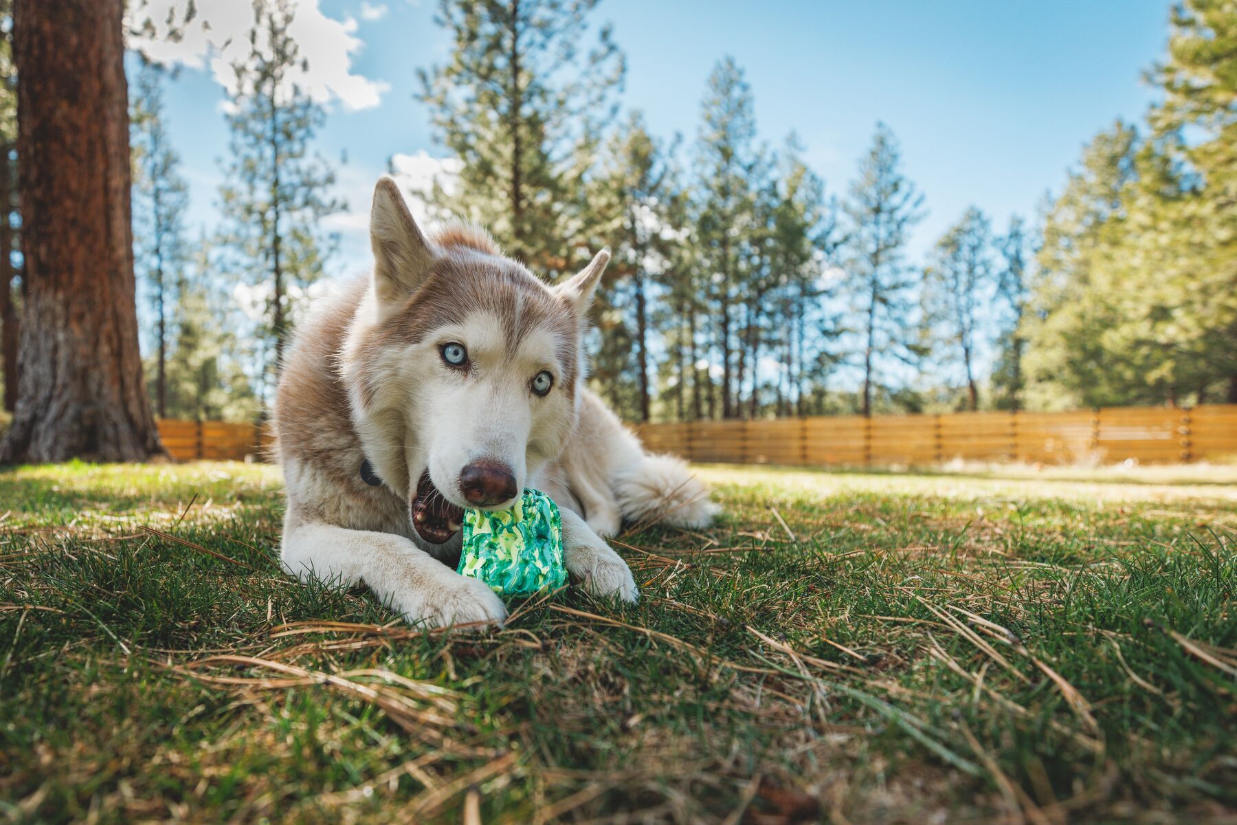 Ruffwear Morel Tuggleksak - Smart