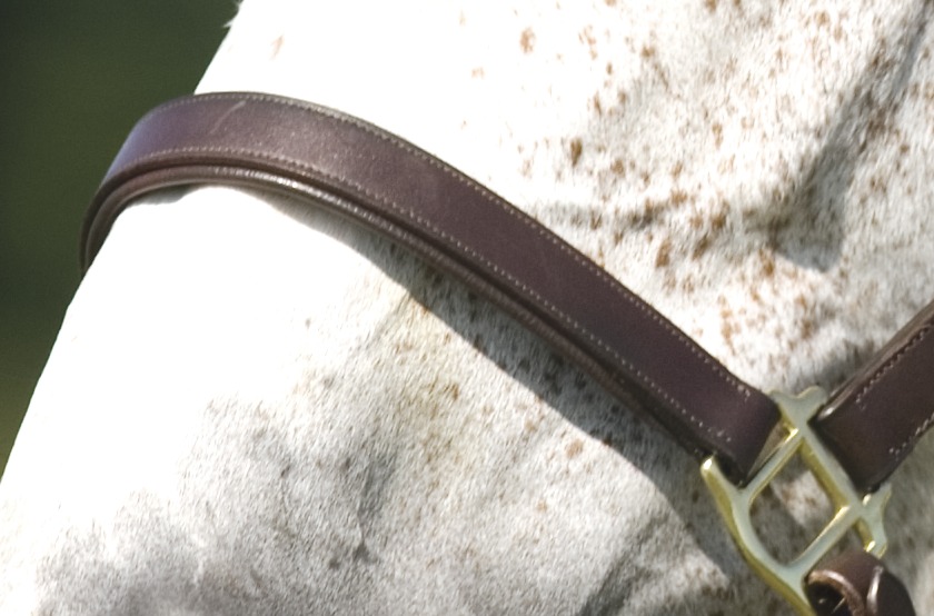NORTON CLUB Headcollar With Double Ajustment Havana - 3