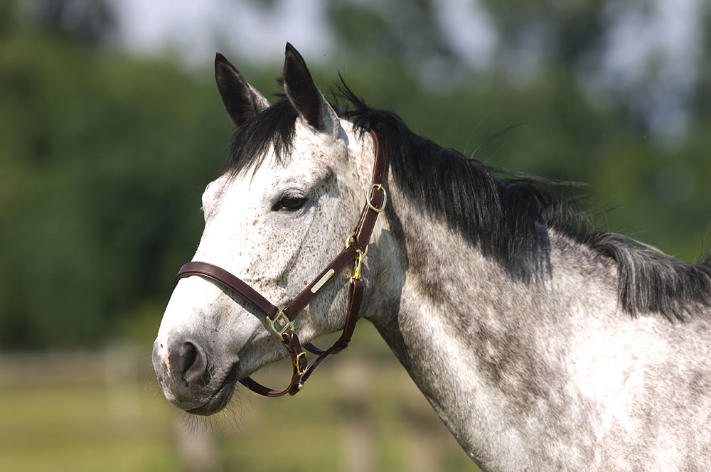 NORTON CLUB Headcollar With Double Ajustment Havana - 2