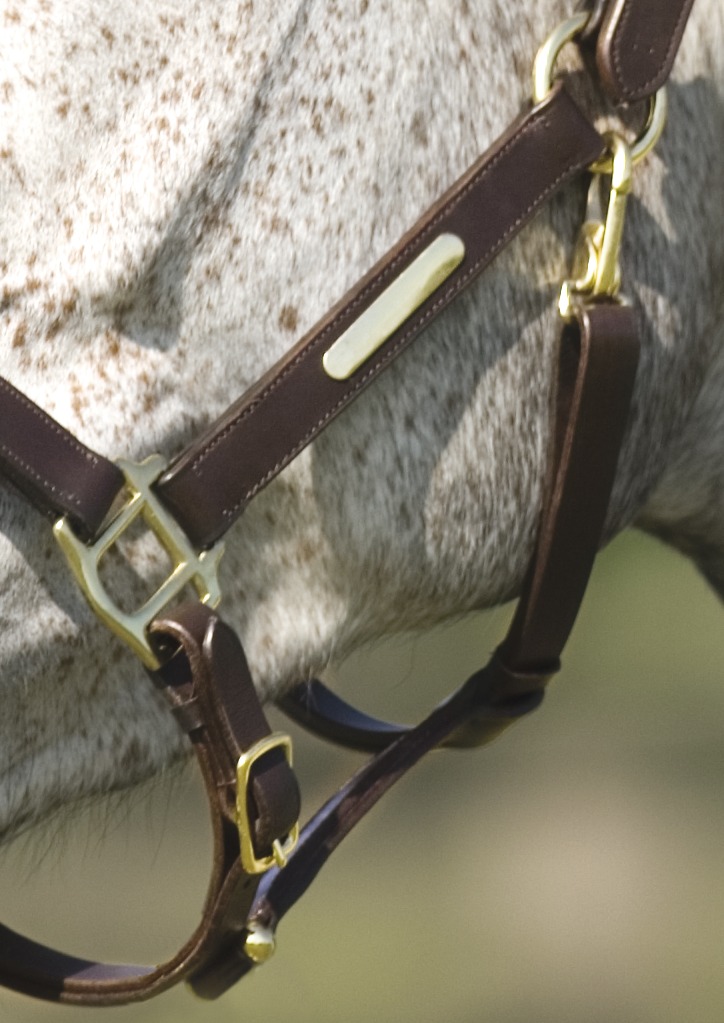 NORTON CLUB Headcollar With Double Ajustment Havana - 5