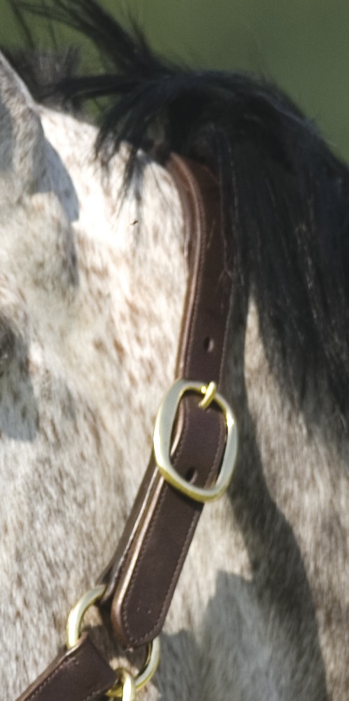 NORTON CLUB Headcollar With Double Ajustment Havana - 4