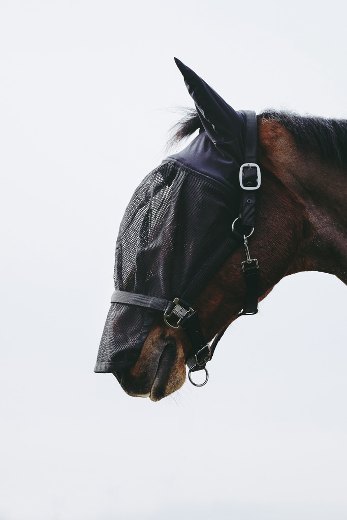 EQUITHEME Grimma + Flughuva Svart (Ponny)