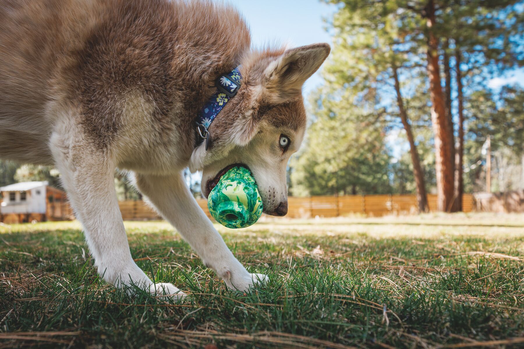 Ruffwear Morel Dog Toy - Blue Prism - 4