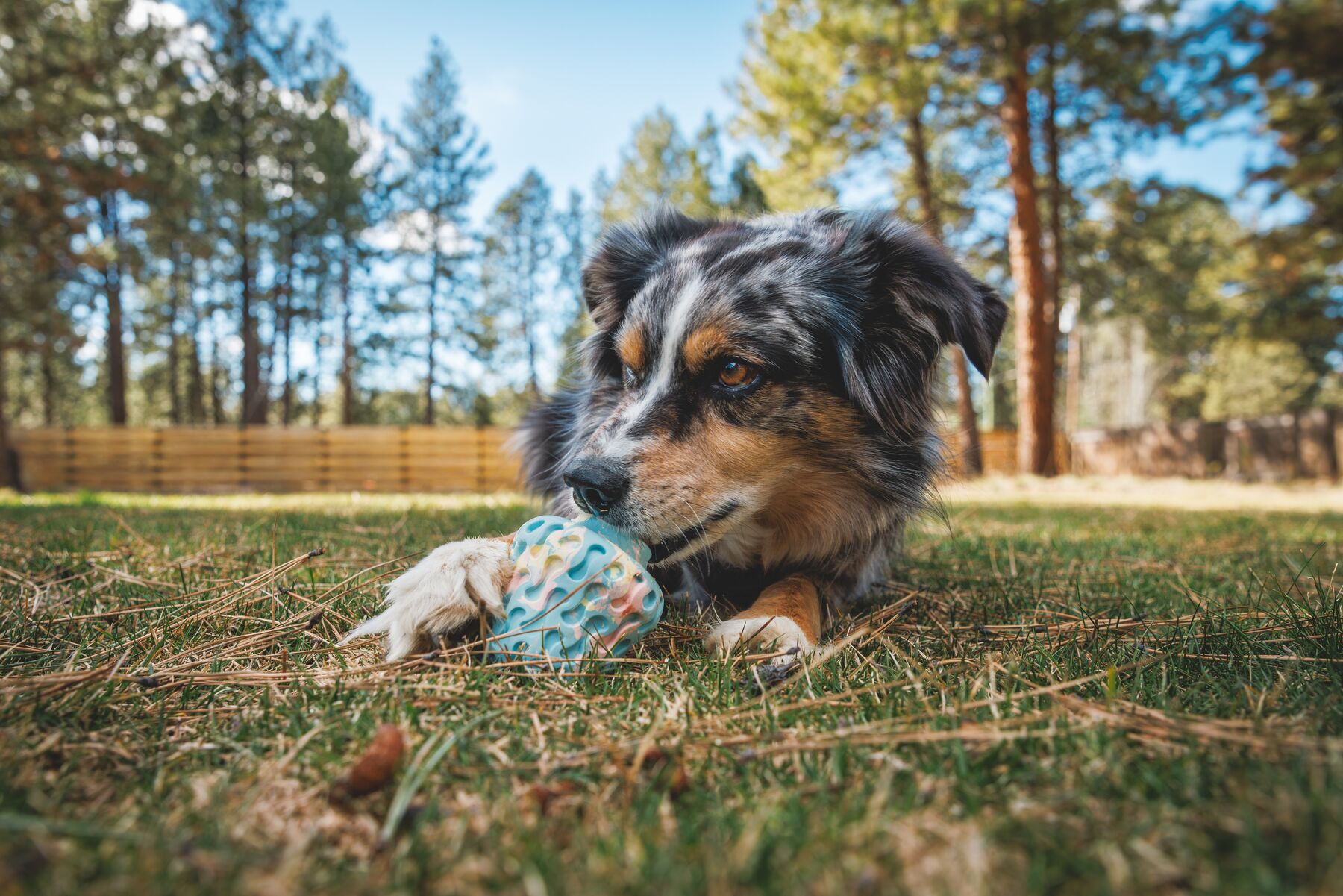 Ruffwear Morel Dog Toy - Blue Prism