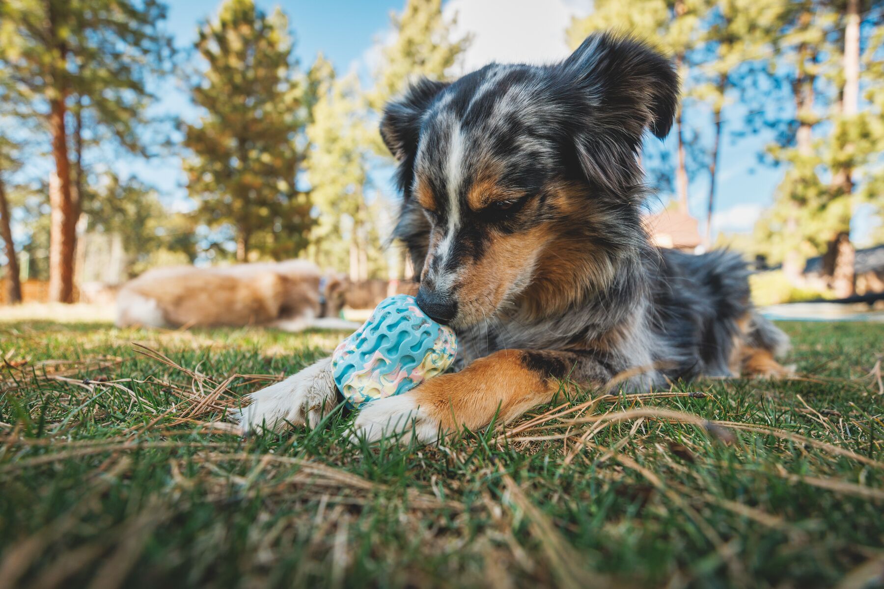 Ruffwear Morel Dog Toy - Blue Prism - 6