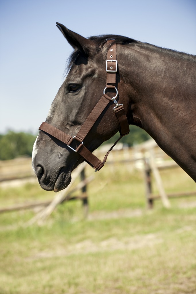 NORTON Grimma För Kraftiga Hästar Brun