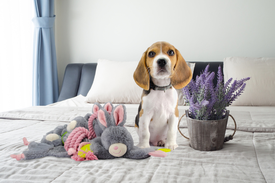 Bunny Puppy - lelu koiranpennulle/koiralle - 4