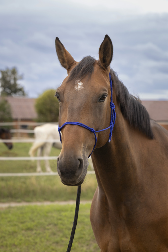 NORTON Soft Ethological Headcollar Royal Blue - 2