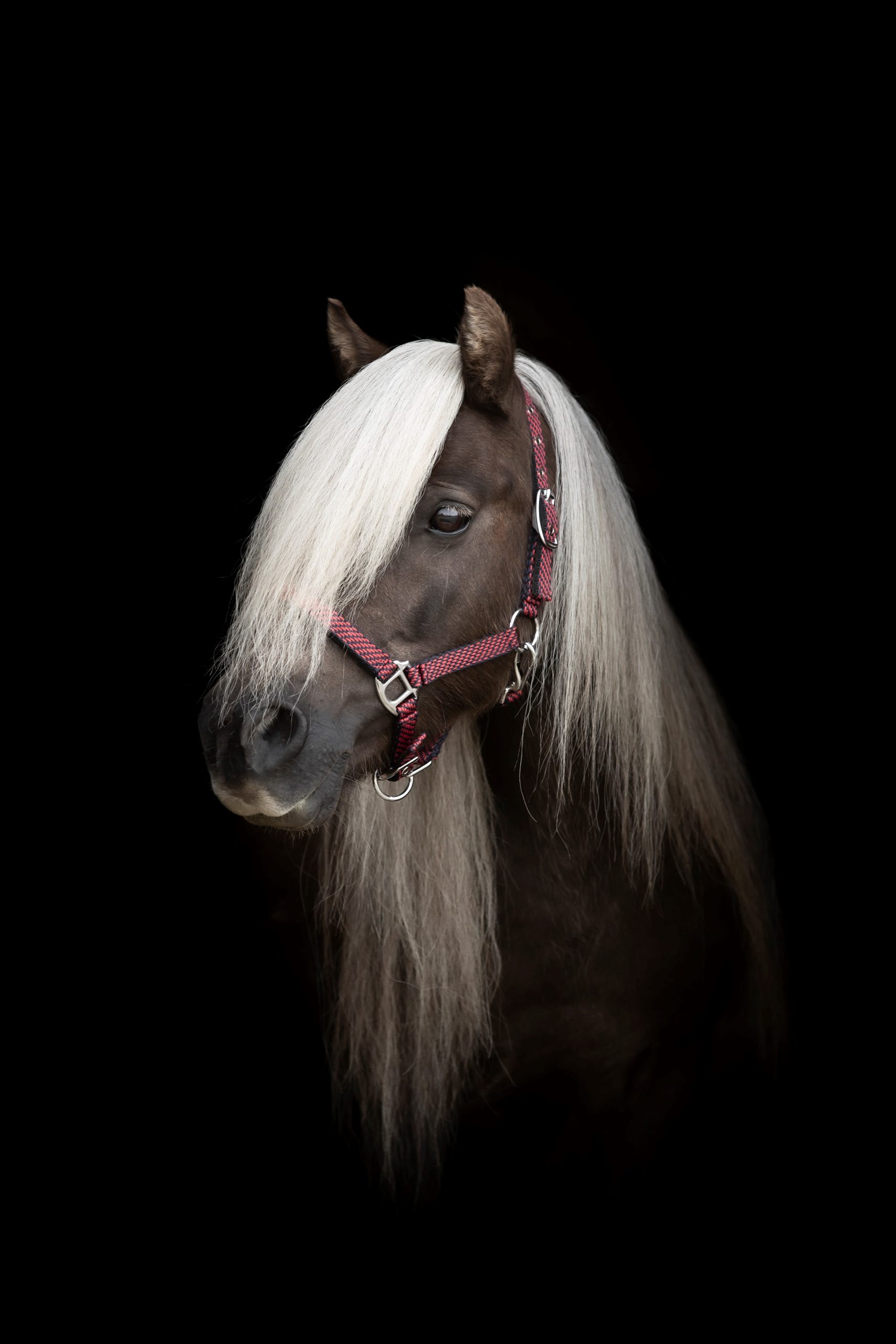 Halter mottled - Shetland - 2