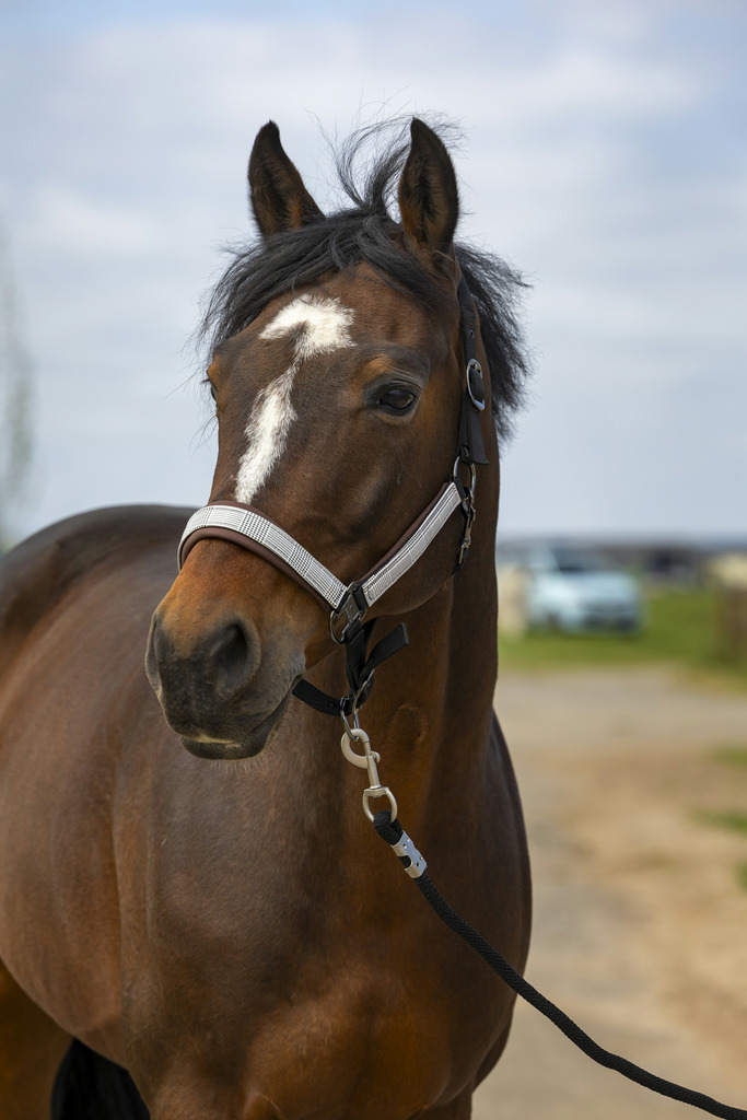 EQUITHEME 'Nylon Check' Grimma Navy (Cob)