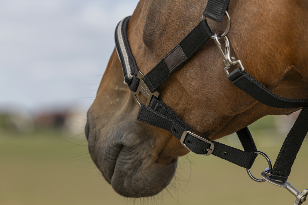 EQUITHEME 'Nylon Chevron' Headcollar Black - Full - 2