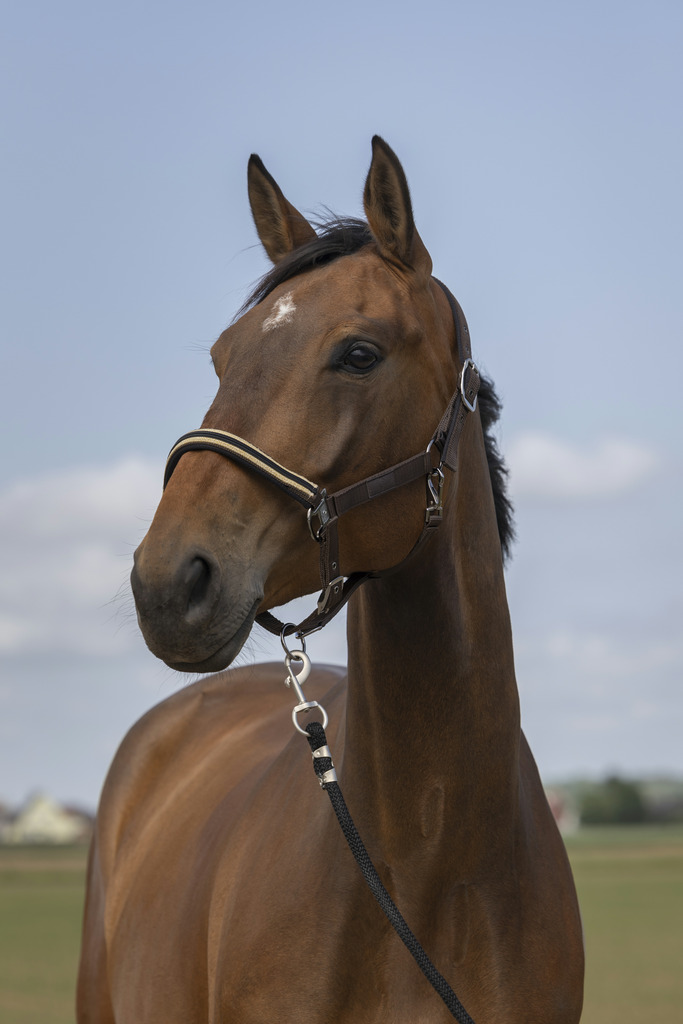 EQUITHEME 'Nylon Chevron' Grimma Brun - Full