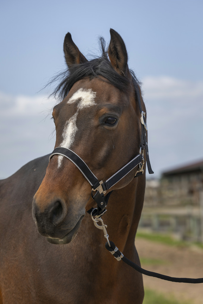 EQUITHEME 'Nylon Light' Grimma Svart (Cob)