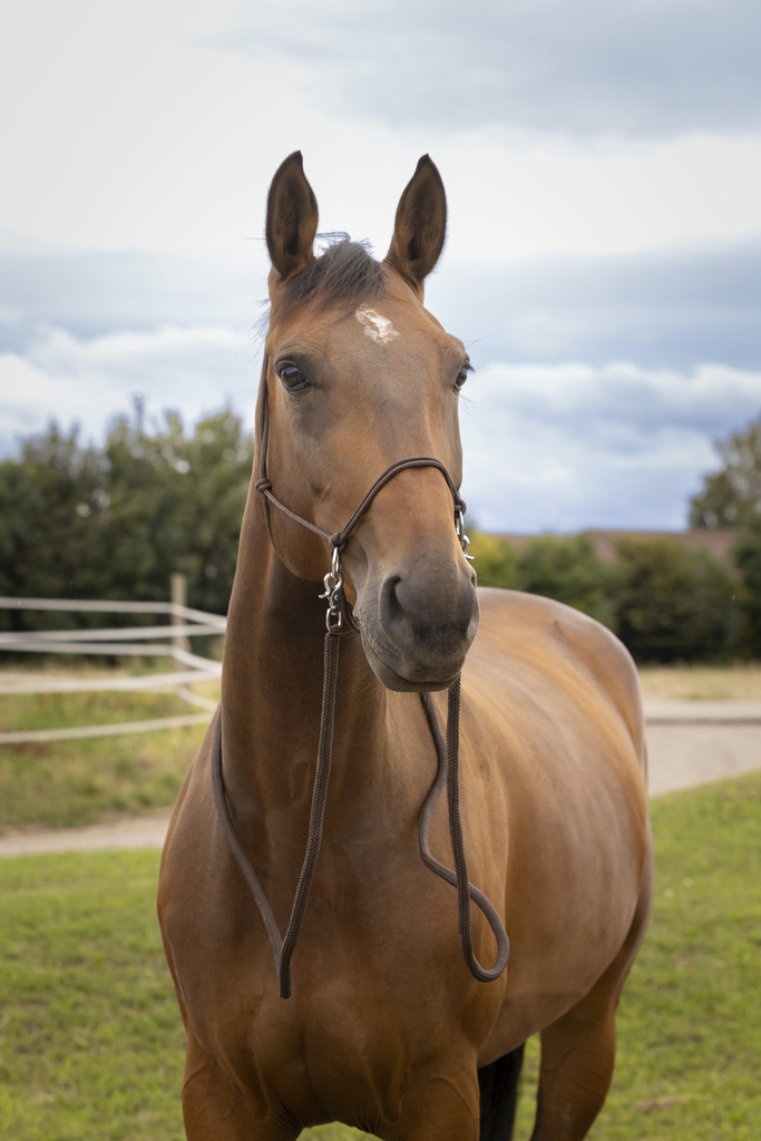 NORTON Repgrimma Med Tyglar Brun