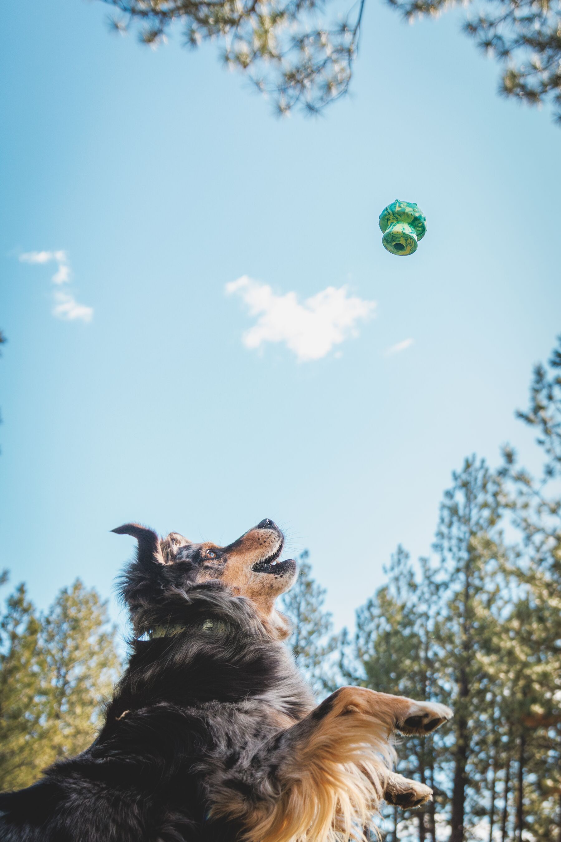 Ruffwear Toadstool Lelu - Blue Prism - 4