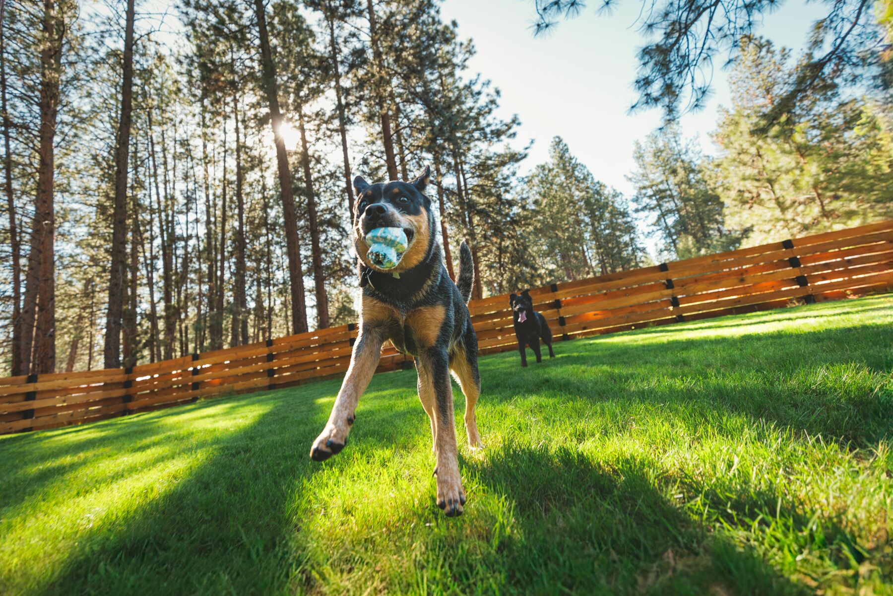 Ruffwear Toadstool Lelu - Blue Prism - 7
