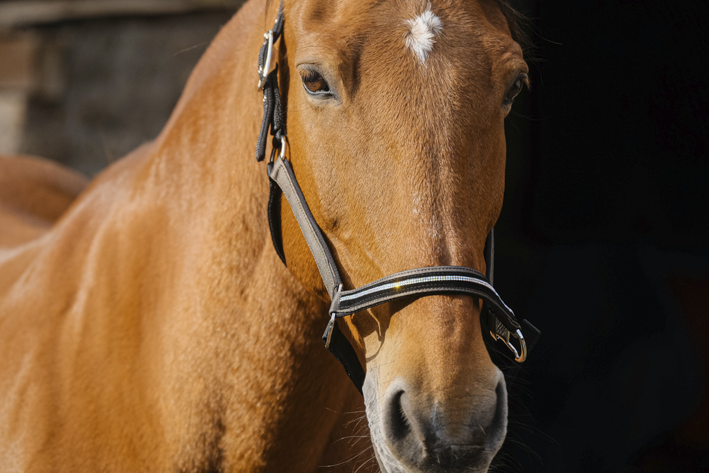 EQUITHEME 'Domino' Nylon Headcollar Copper - Full size - 2