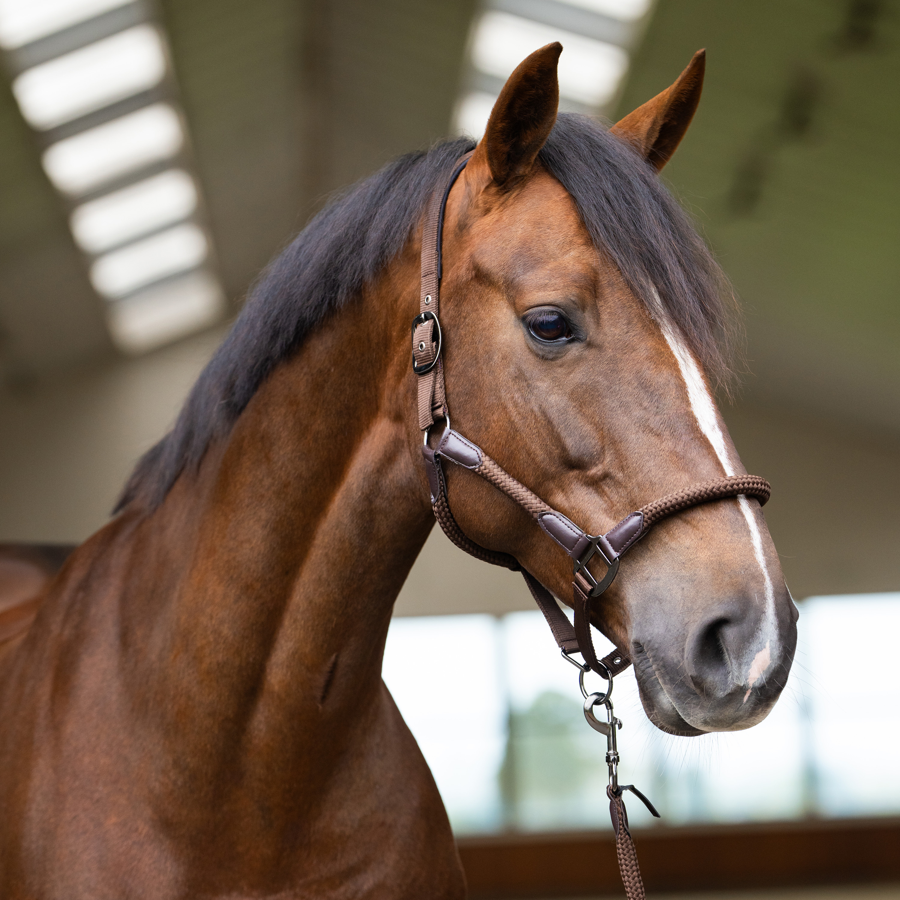 Imperial Riding Headcollar Laura - Chocolate - 2