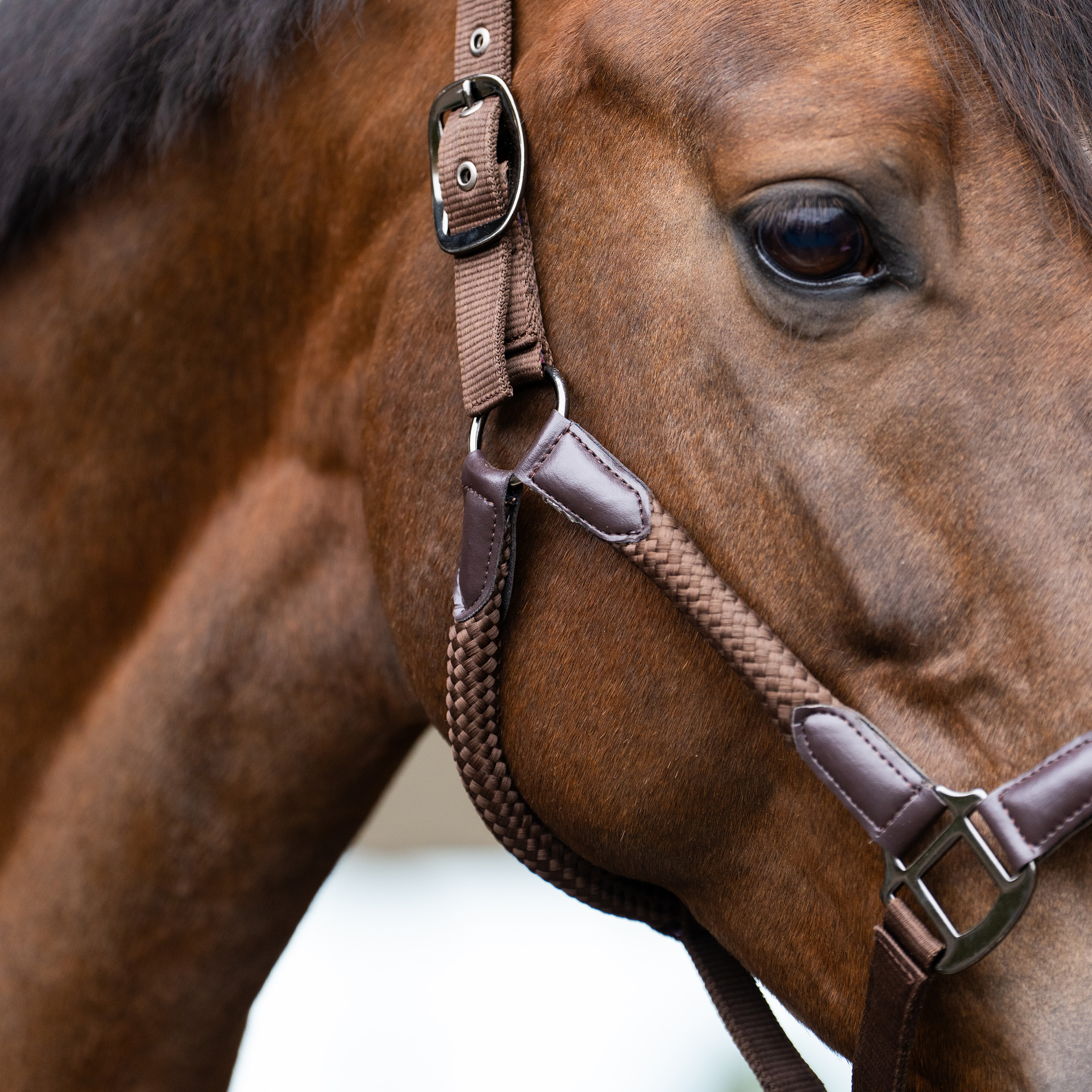 Imperial Riding Headcollar Laura - Chocolate - 3