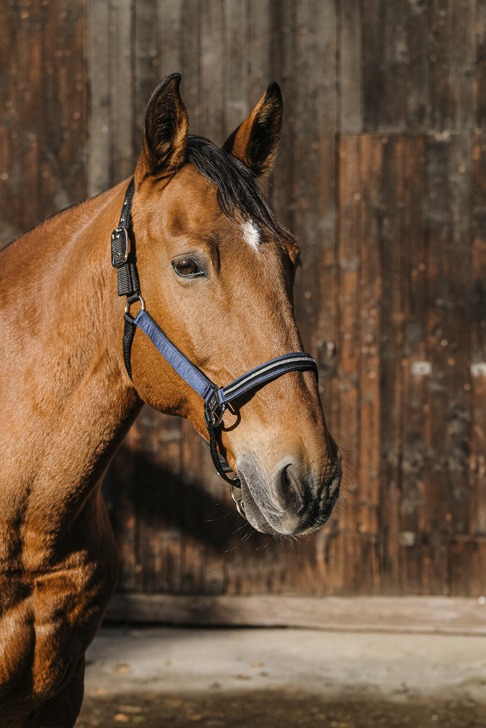 EQUITHEME 'Domino' Nylon Grimma Royal Blue - Full size