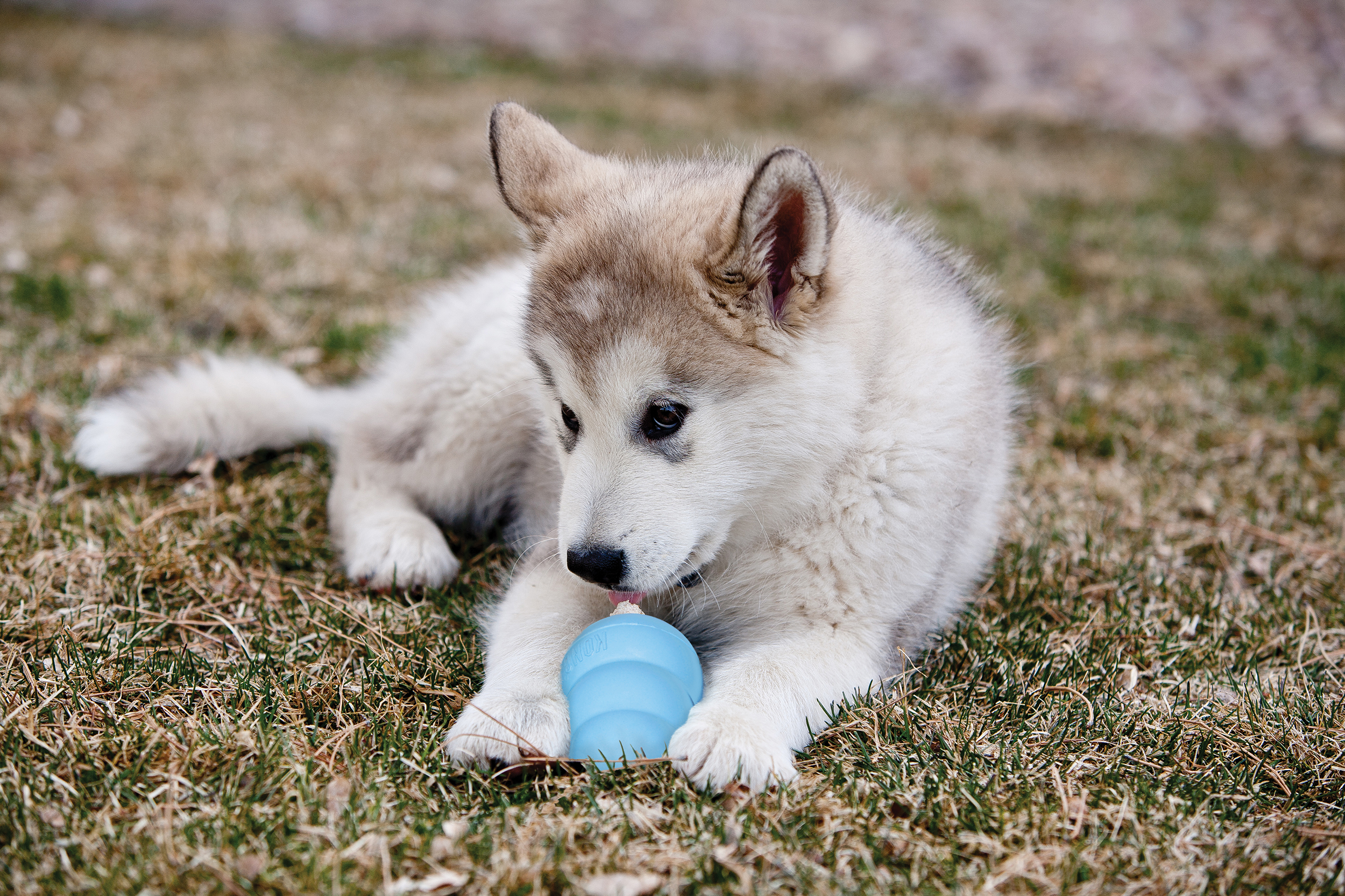 Kong Puppy  - 3