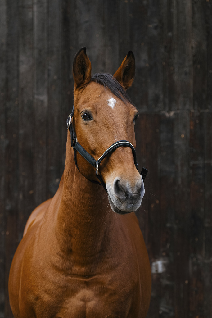 EQUITHEME 'Domino' Nylon Grimma Grön - Full size