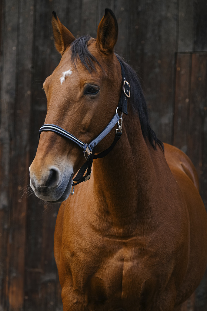 EQUITHEME 'Domino' Nylon Grimma Grå - Full size