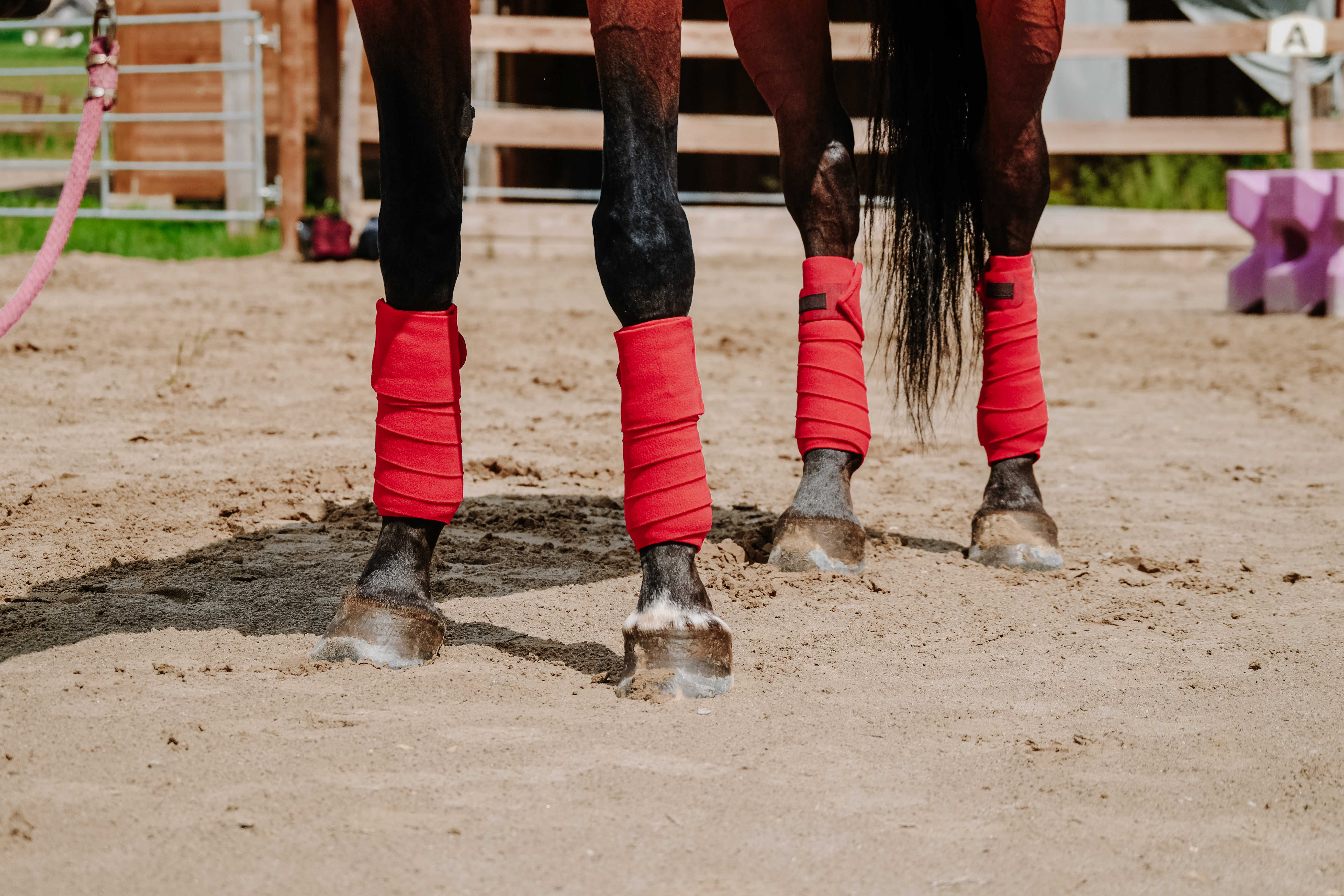 Equitheme Pintelit Punainen - 2