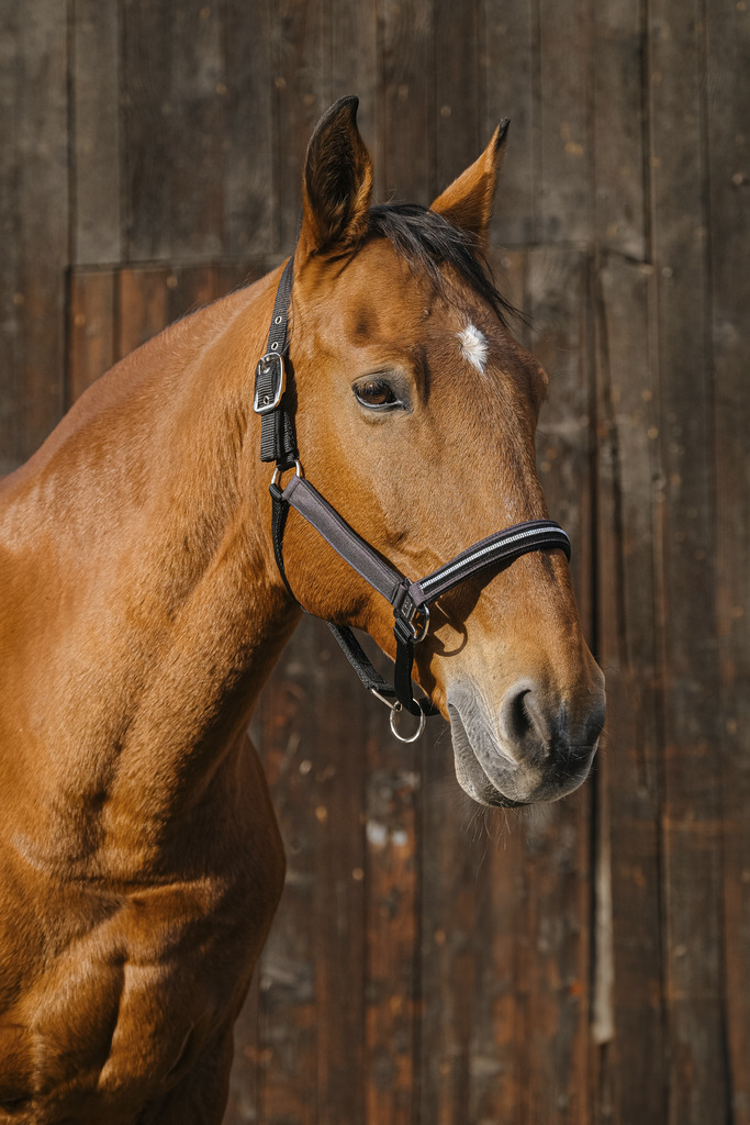 EQUITHEME 'Domino' Nylon Grimma Lila - Full size