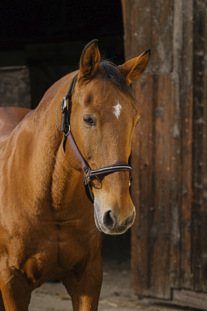 EQUITHEME 'Domino' Nylon Grimma Burgundy - Full size