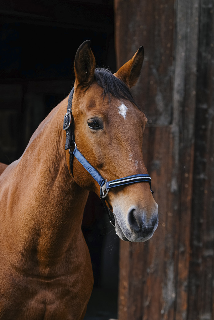 EQUITHEME 'Domino' Nylon Grimma Blå - Full size