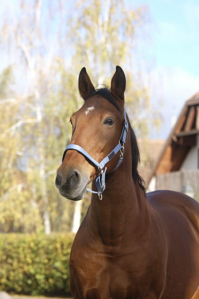 EQUITHEME 'Spring' Nylon Grimma Turkos - Full size