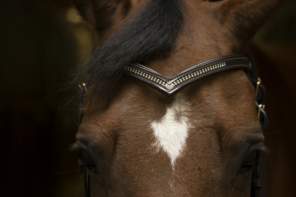 NORTON CLUB V Diamond Browband Havana
