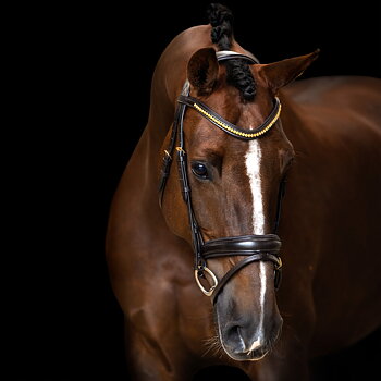 Imperial Riding Suitset yhdistelmäturparemmi yksinkertainen - Ruskea