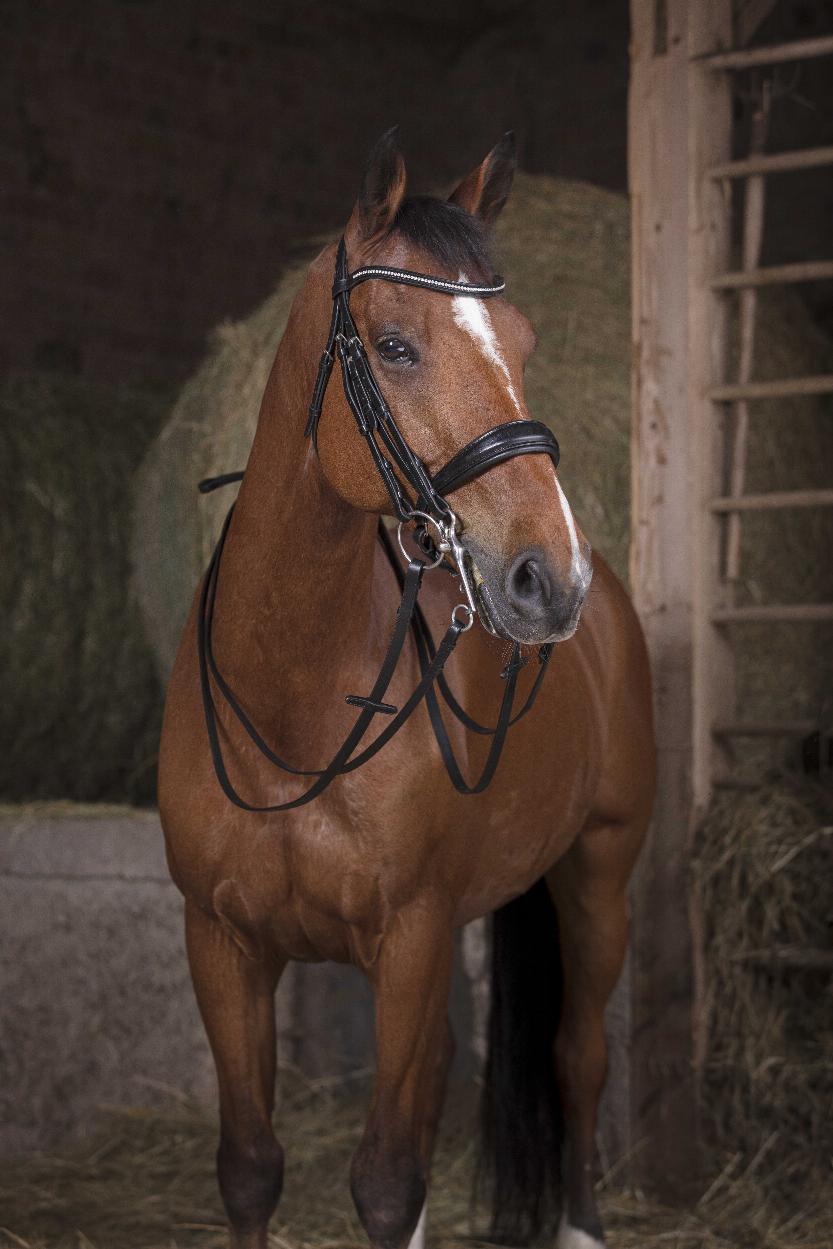 Norton Pro Double Bridle Reins 13mm Black - 2