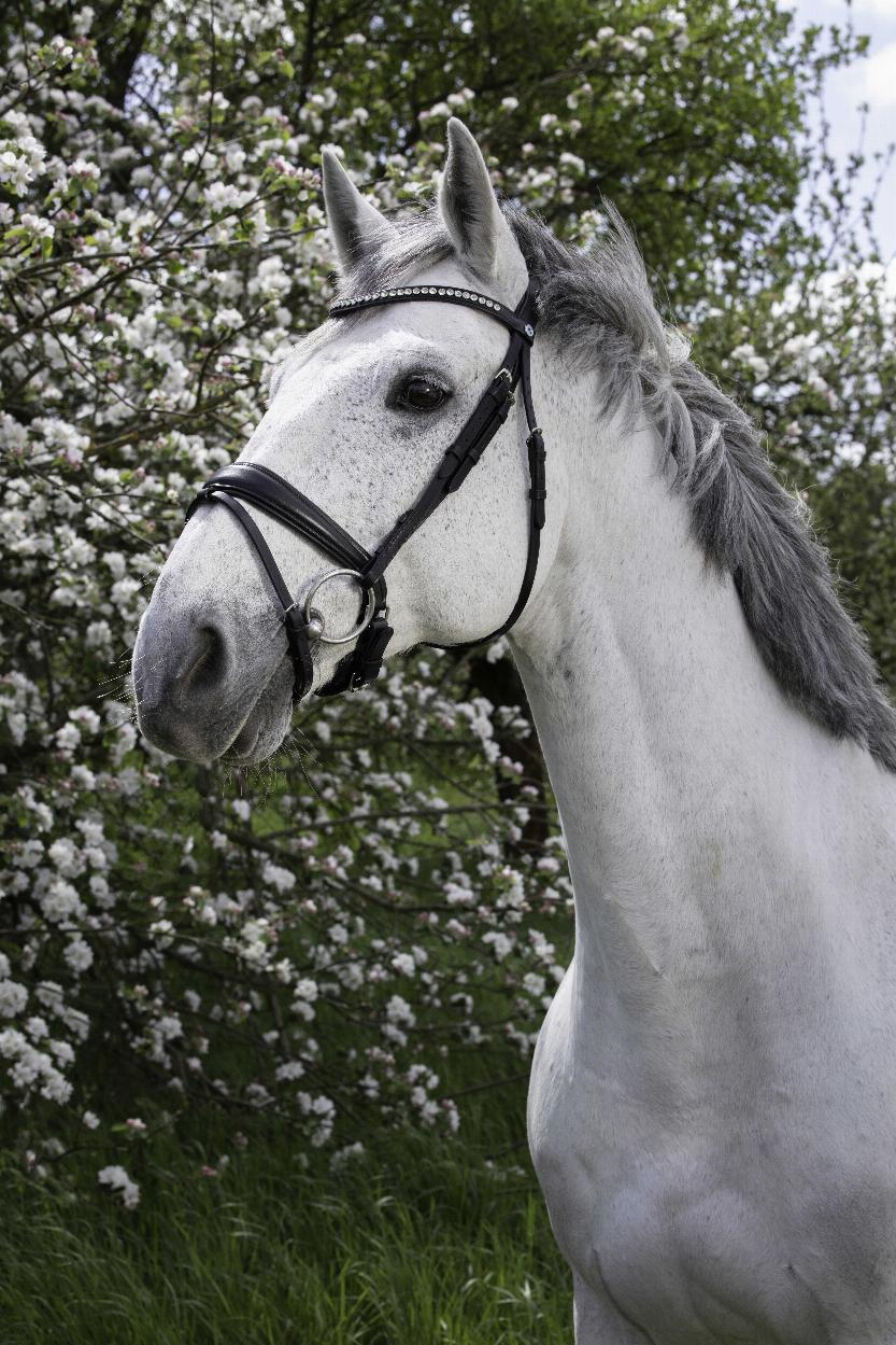 Norton Pro Strass Träns Svart (Cob)