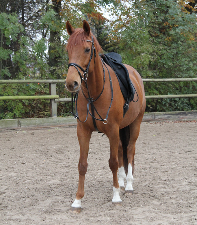 Waldhausen STAR Martingal svart - 3